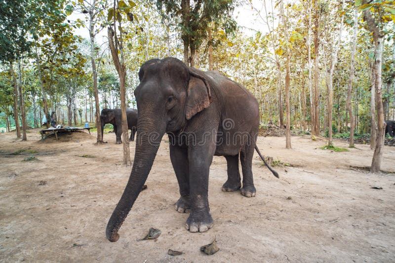 kilka indyjskich słoni spaceruje wśród drzew na farmie słoni w Luang Prabang Laos fotografia royalty free kilka indyjskich słoni spaceruje wśród drzew na farmie słoni w Luang Prabang Laos fotografia royalty free