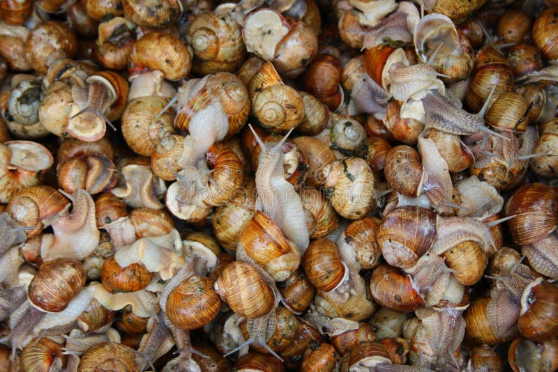 Kilka żywi ślimaczki obrazy stock Kilka żywi ślimaczki obrazy stock