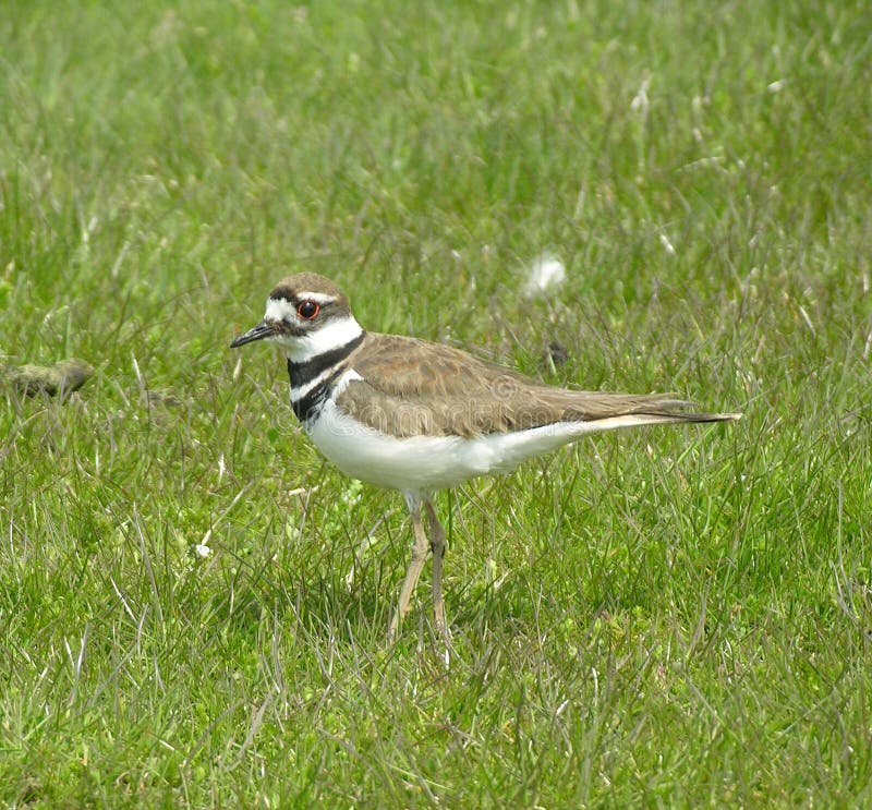 2+ Killdeer wetlands Free Stock Photos StockFreeImages