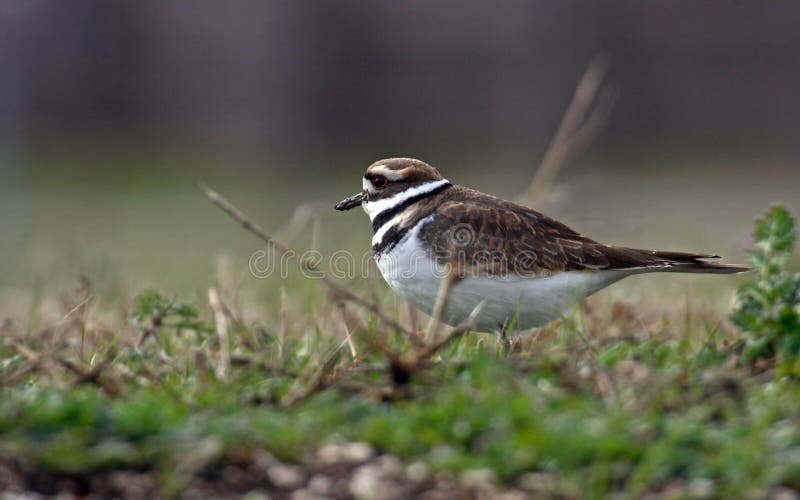 Killdeer