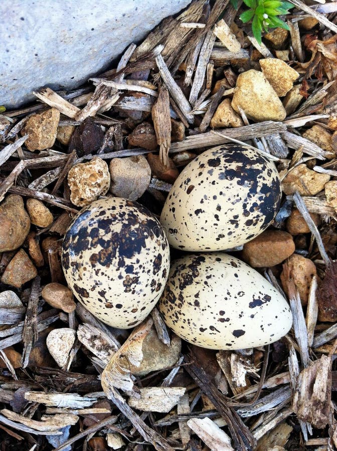 Killdeer bird eggs stock photo. Image of bird, clutch 28580622