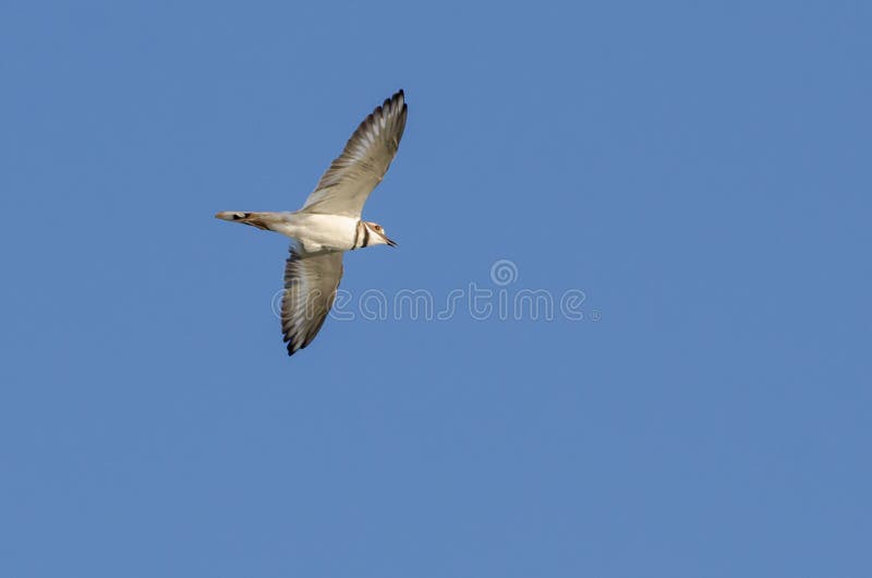 Killdeer Plover Bird in Flight Stock Image Image of