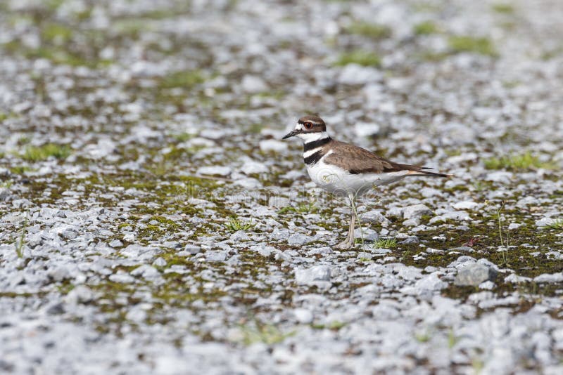 Brown Killdeer Bird stock photo. Image of green, vociferus 115474236
