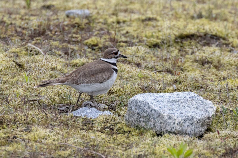 Killdeer bird nest stock image. Image of shorebird, nest 250038639