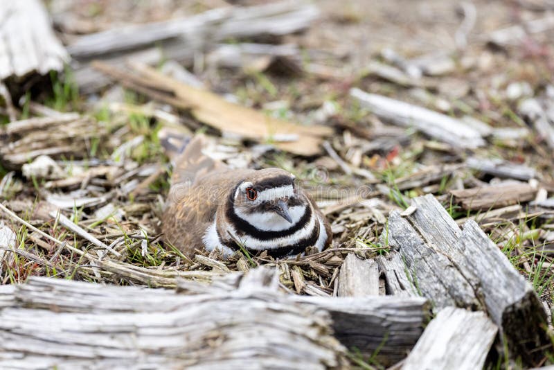 Killdeer bird nest stock image. Image of animal, vancouver 250039295