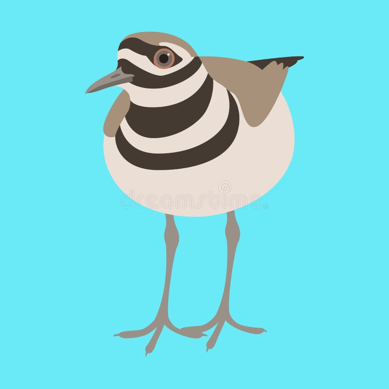 Killdeer Bird Vector Illustration Flat Style Front Stock Vector