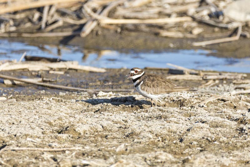 Killdeer Blends in As it is Walking through Reeds at a Nature Study