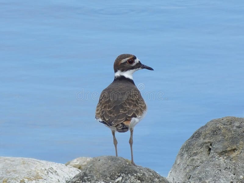 Killdeer or Charadrius Vociferous Stock Photo Image of wetland