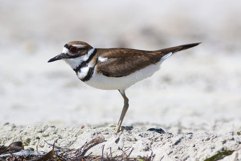 A Killdeer, Charadrius Vociferus, is Lit by the Setting Sun As it Flies