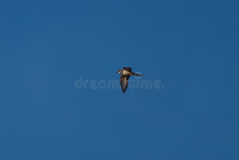 Killdeer Flying at Lakeside Marsh Stock Photo Image of birdwatching