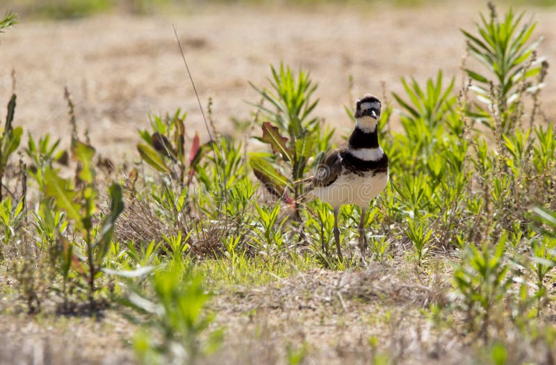 Killdeer looking at you stock photo. Image of charadrius 188904940