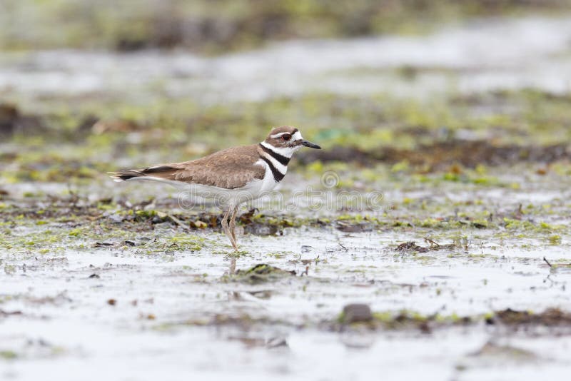 Killdeer Plover Bird in Yellowstone Stock Image Image of habitat