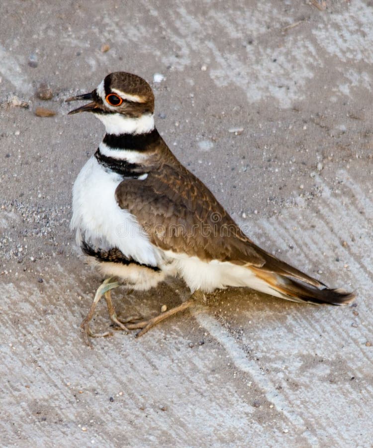 Killdeer siewka gubj?ca na betonowego podjazdu oklepa i siedlisko straty ekologicznej konsekwencji obraz stock Killdeer siewka gubj?ca na betonowego podjazdu oklepa i siedlisko straty ekologicznej konsekwencji obraz stock