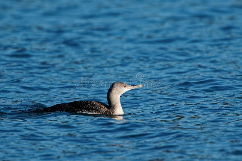 Killdeer Swimming in the Lake Stock Photo Image of habitat, feather