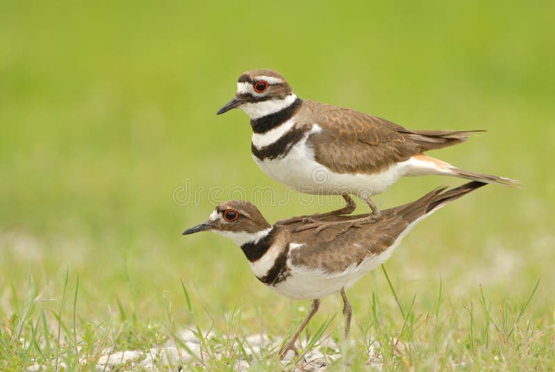 The male killdeer is seen perched on top of the female killdeer in order to appear as one large bird. The behavior is seldom witnessed and even more rarely photographed. The male killdeer is seen perched on top of the female killdeer in order to appear as one large bird. The behavior is seldom witnessed and even more rarely photographed.