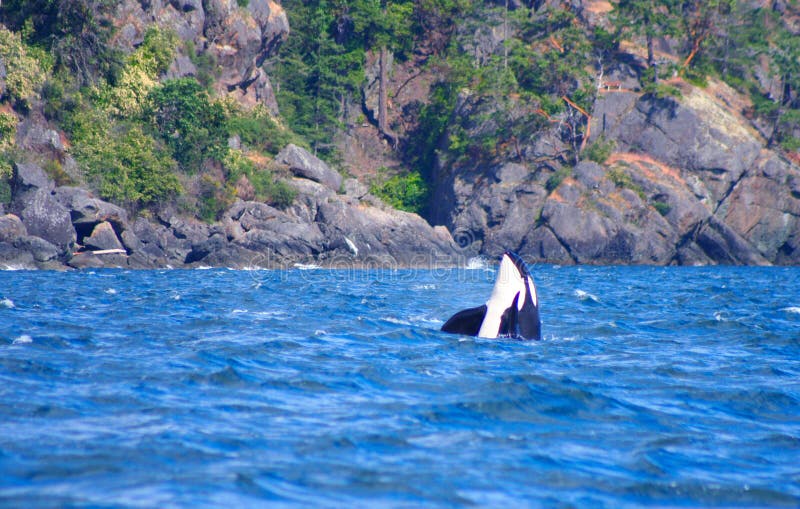 Killer Whale stock photos Killer Whale stock photos