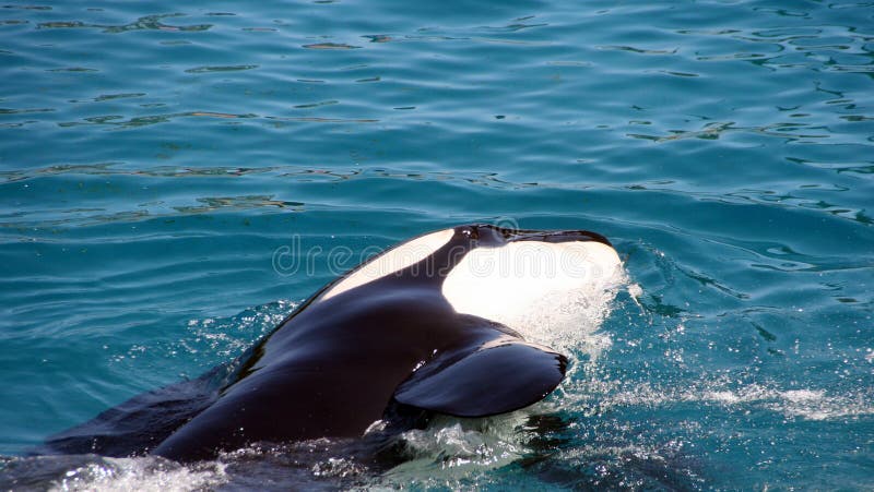Killer whale eye stock image. Image of ocean, predator - 26522449