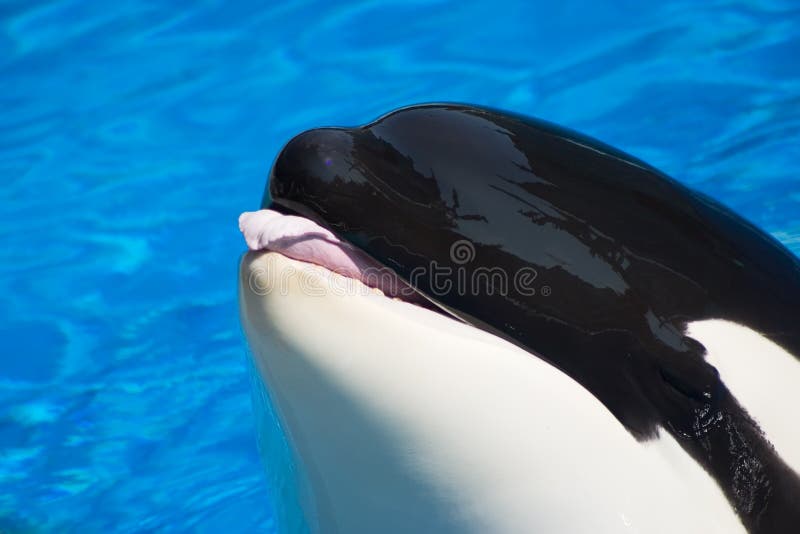 Killer whale is showing her tongue to everybody around. Killer whale is showing her tongue to everybody around
