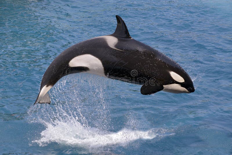 Killer whale jumping out of water