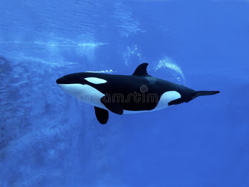 https://thumbs.dreamstime.com/b/killer-whale-orcinus-orca-adult-underwater-view-orque-epaulard-orcinus-orca-170943432.jpg