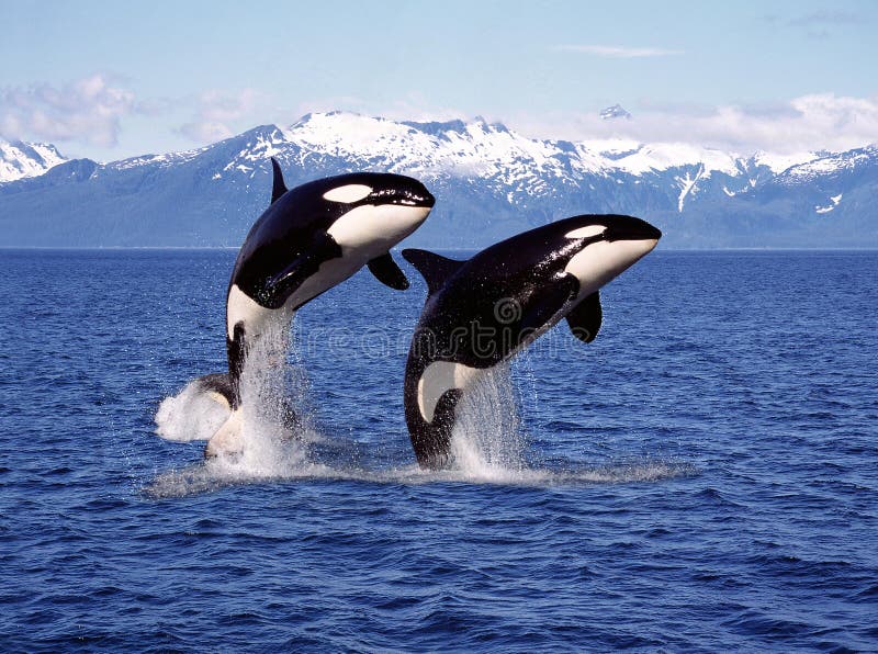 killer-whale-orcinus-orca-pair-leaping-canada-194422067.jpg