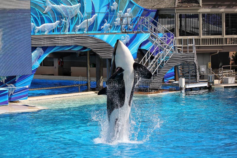 Killer Whale Performing At Sea World In San Diego Editorial Photography ...