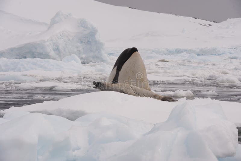 Killer whale spy hanting for Crabeater seal in Antarctica. Killer whale spy hanting for Crabeater seal in Antarctica