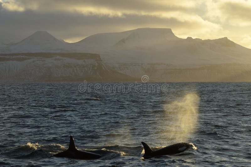 Killer Whales breathing in front of Icelandic coast at sunset.