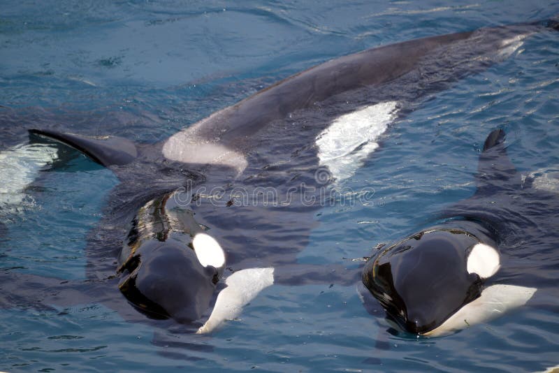 Two killer whales Orcinus orca lying in blue water. Two killer whales Orcinus orca lying in blue water