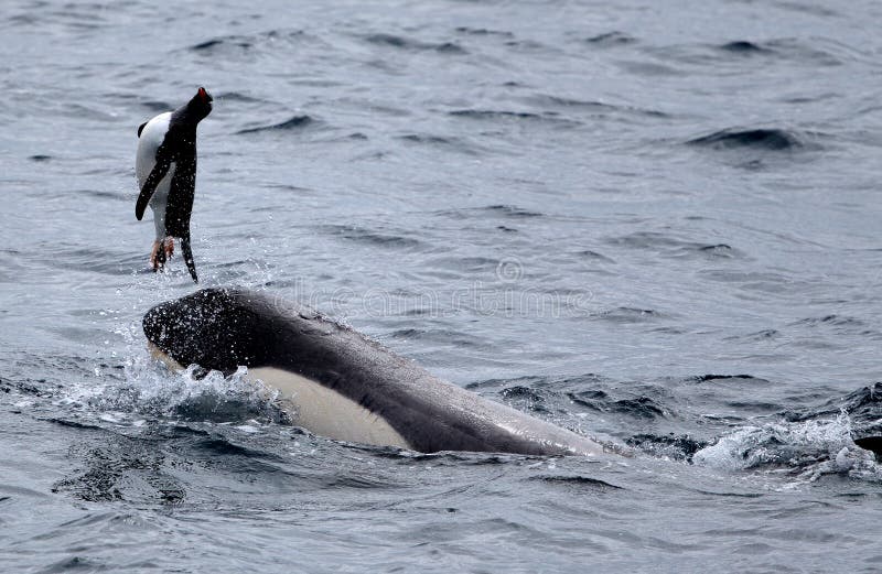 Killer Whales Playing with Penguin Stock Image Image of majestic