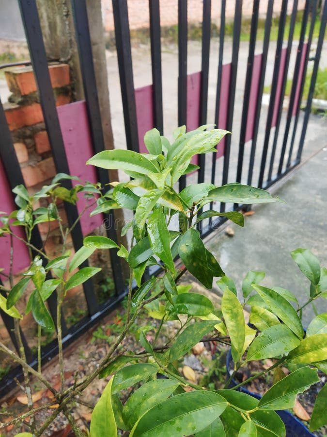 Kimkit Orange Plants Whose Skin is Edible are Starting To Bear Fruit