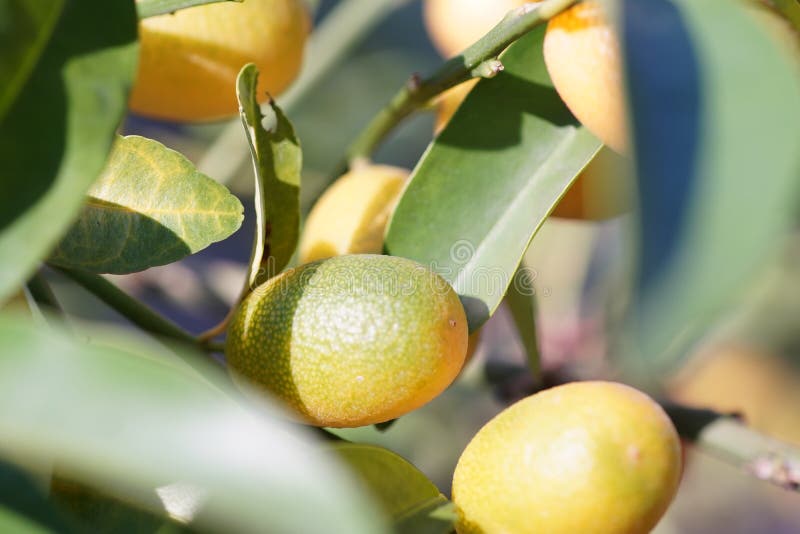 Kimkit Stock Photos - Free & Royalty-Free Stock Photos from Dreamstime