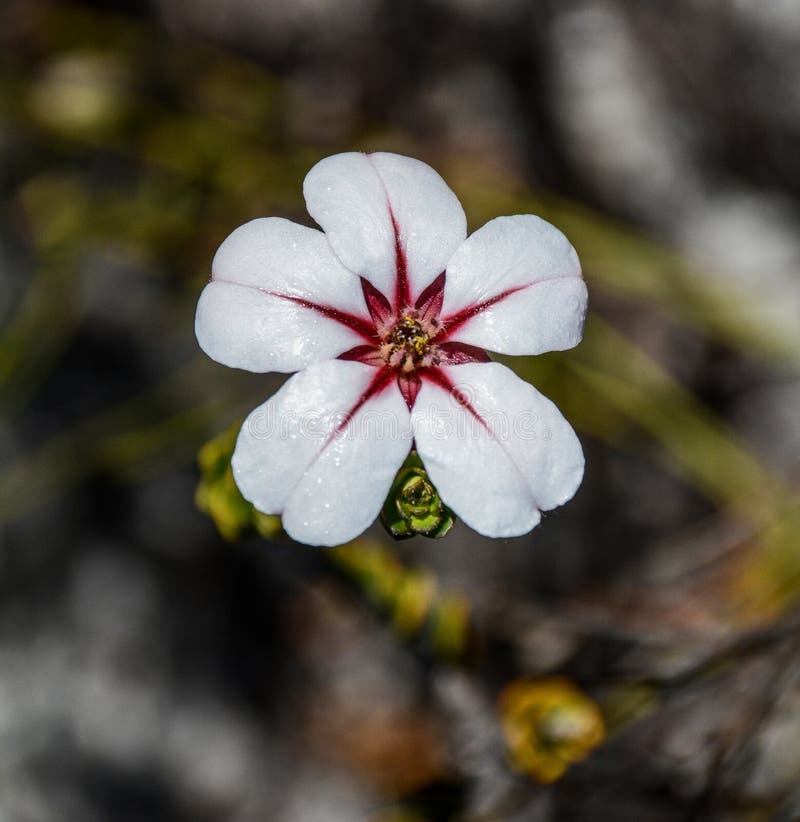 Kina blomma arkivbild Kina blomma arkivbild