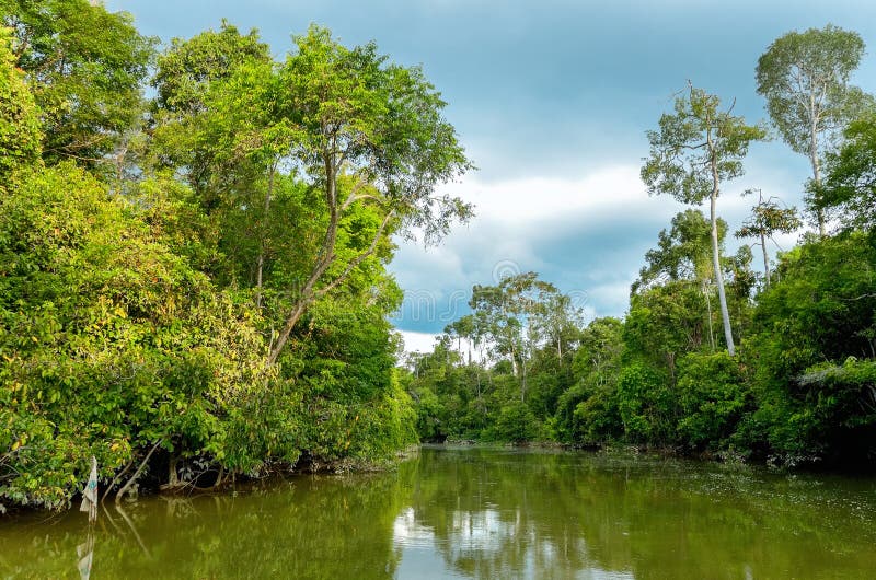 Kinabatangan rzeka, Malezja, Borneo obraz stock Kinabatangan rzeka, Malezja, Borneo obraz stock