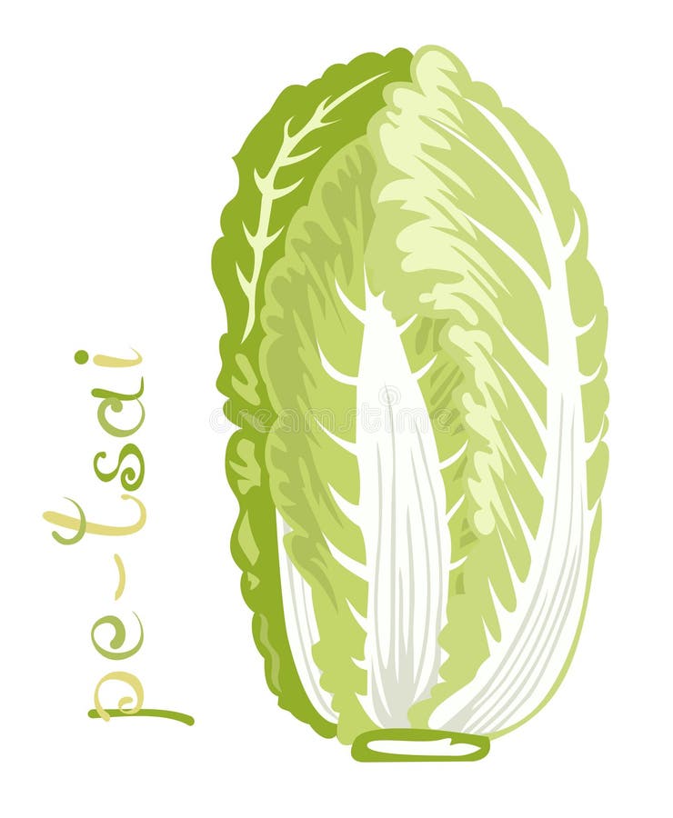 Illustration of fresh vegetable. Cartoon Pe-Tsai, a common Chinese leaf vegetable. Clip art with title. Isolated on white. (Vector file is EPS8, all elements are grouped). Illustration of fresh vegetable. Cartoon Pe-Tsai, a common Chinese leaf vegetable. Clip art with title. Isolated on white. (Vector file is EPS8, all elements are grouped)