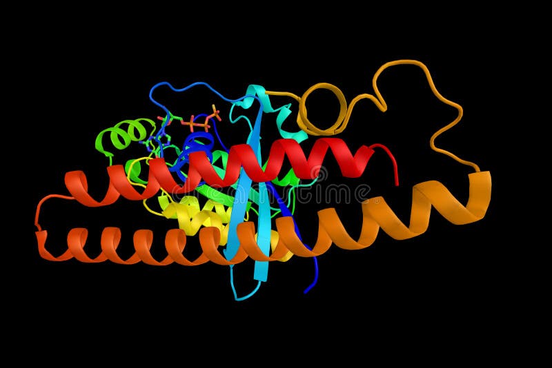 Kinase N1, ein Enzym, das möglicherweise das Rho-abhängige vermittelt