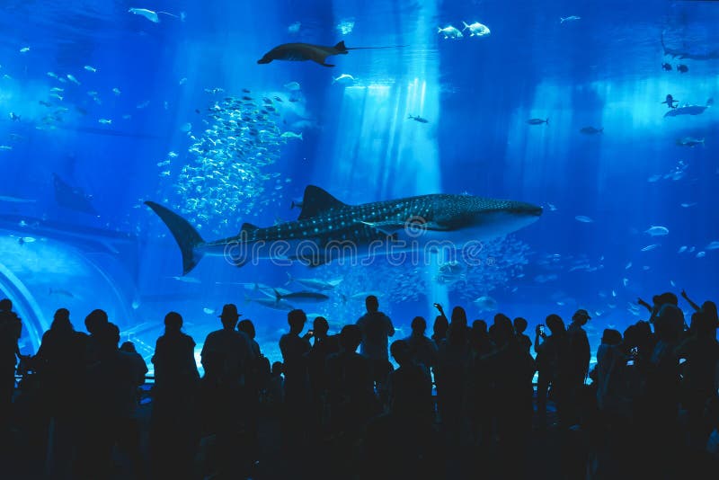 Kinawa churaumi aquarium med folkmassor tar en bild av jättevaj i tanken royaltyfria foton