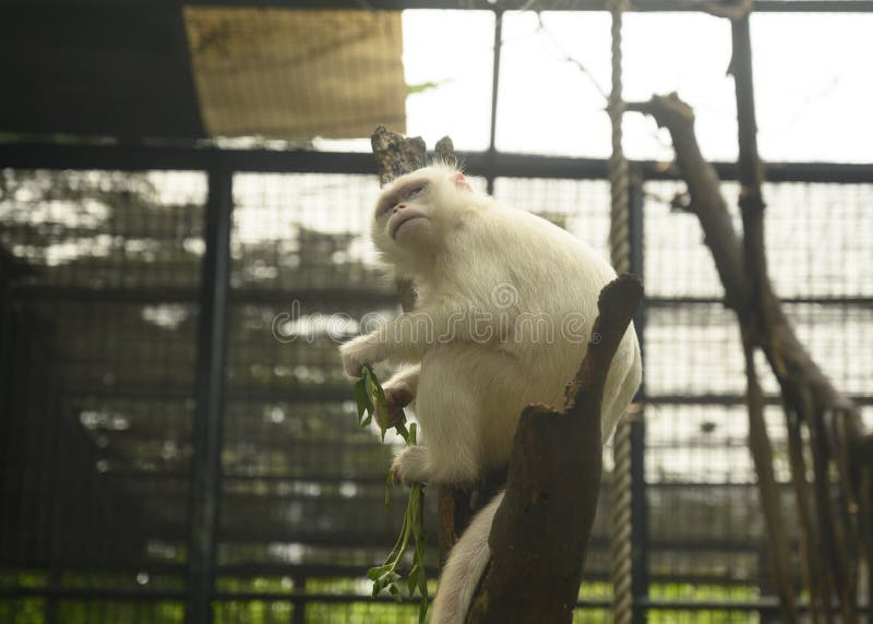 Albino Macaque Monkey Close-up. Beautiful Eyes Of An Animal. Stock Photo,  Picture and Royalty Free Image. Image 201992791.