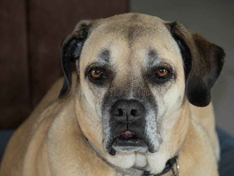 The Kind Brown Eyes of a Dog Stock Photo Image of mustlovedogs, brown