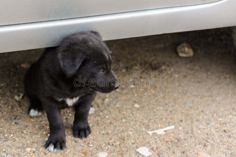 Kind, cute, small, hungry, poor, abandoned, homeless puppy wants to eat and find a master. The concept of protecting stray animals stock photography Kind, cute, small, hungry, poor, abandoned, homeless puppy wants to eat and find a master. The concept of protecting stray animals stock photography