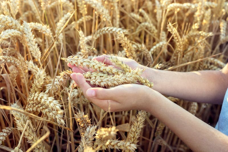 Kind, das Ernte auf dem Weizengebiet hält stockbild Kind, das Ernte auf dem Weizengebiet hält stockbild