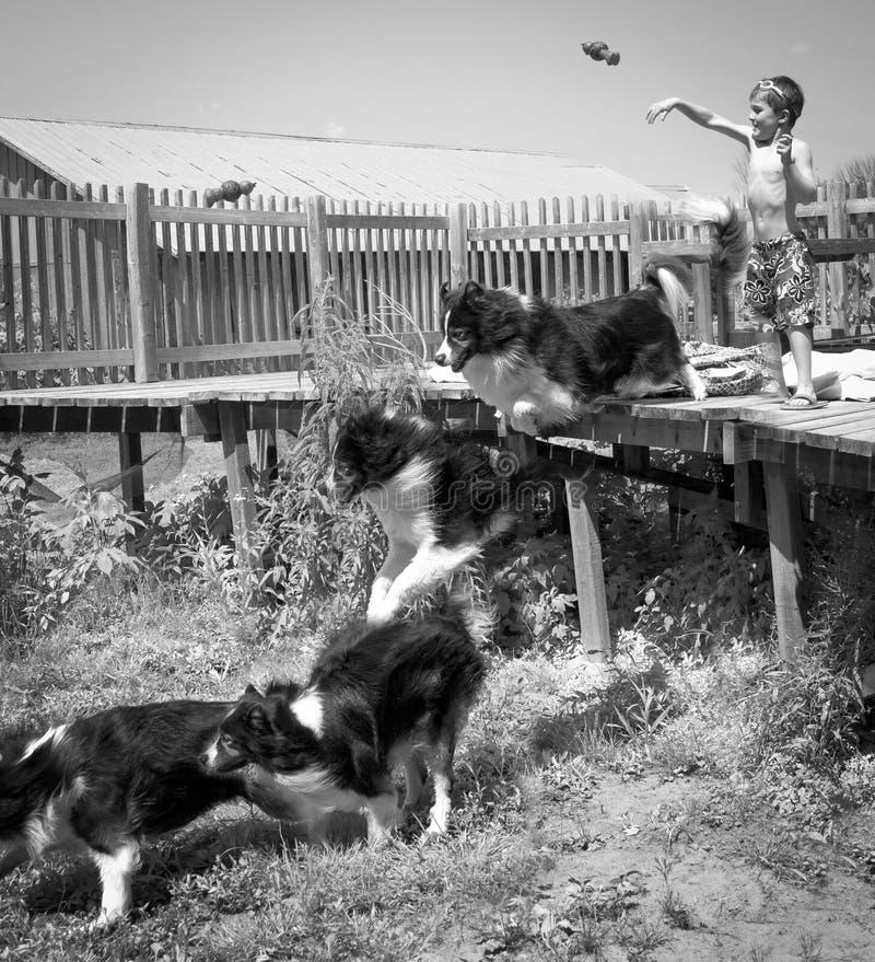 Kind en Hond speelhaal stock foto Kind en Hond speelhaal stock foto
