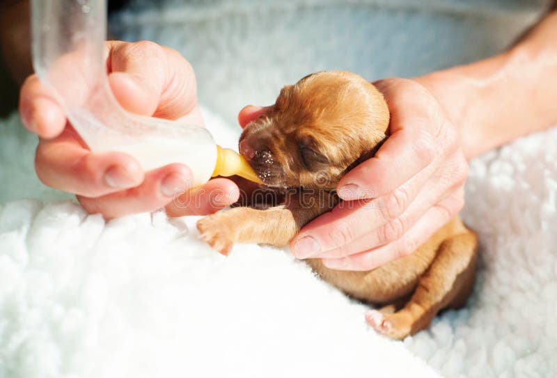 Rozkošný malý Rhodesian Ridgeback porodu se narodil na počátku.