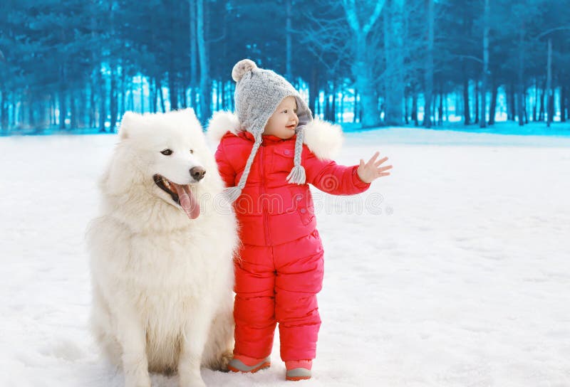 Child with white Samoyed dog in winter day. Child with white Samoyed dog in winter day