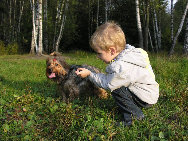 LabradorHunde, Die Einen Befehl Erwarten Stockfoto Bild von grün