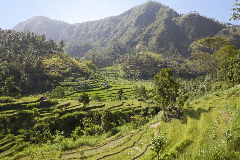 Kind on rice terraces, Bali, Indonesia royalty free stock photo