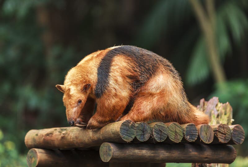 A Southern Tamandua in Zoo of Sao Paulo, Brazil