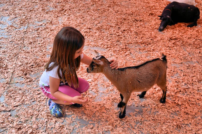 Girl petting a goat at a petting zoo. Girl petting a goat at a petting zoo