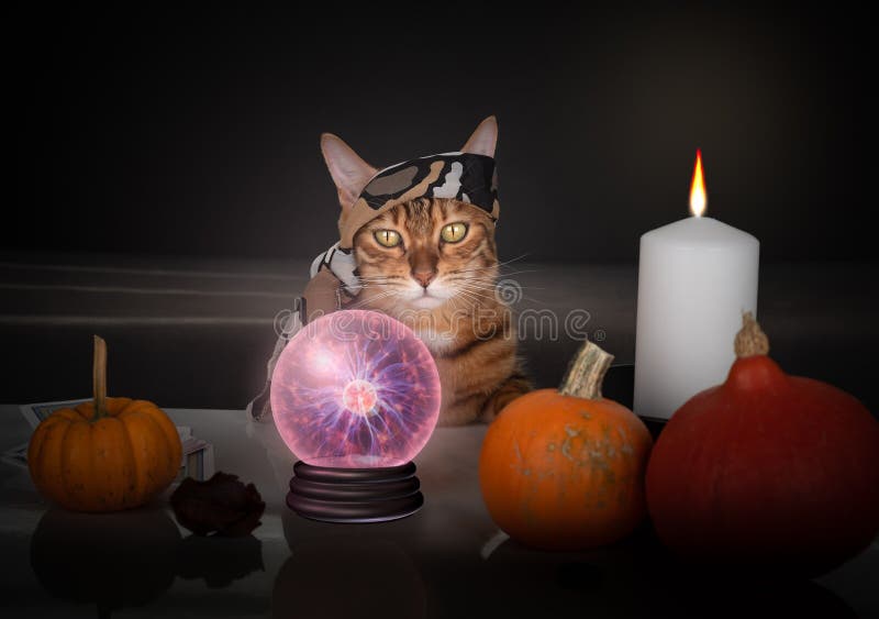 kind-witch-cat-scarf-her-head-crystal-ball-pumpkins-fortune-telling-halloween-kind-witch-cat-231021231.jpg