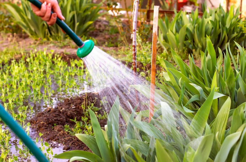 Kind of woman`s hand watering garden plants, on a hot summer day